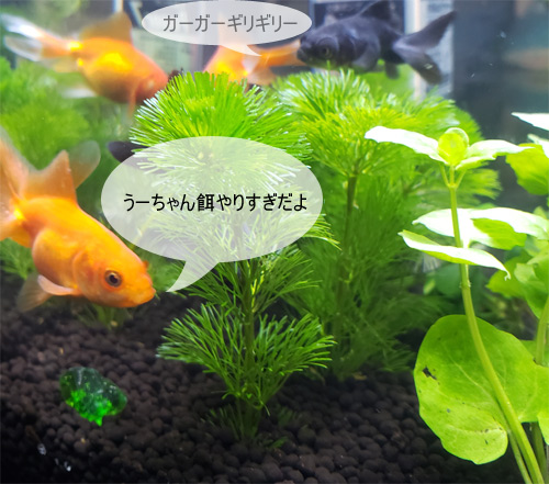 金魚